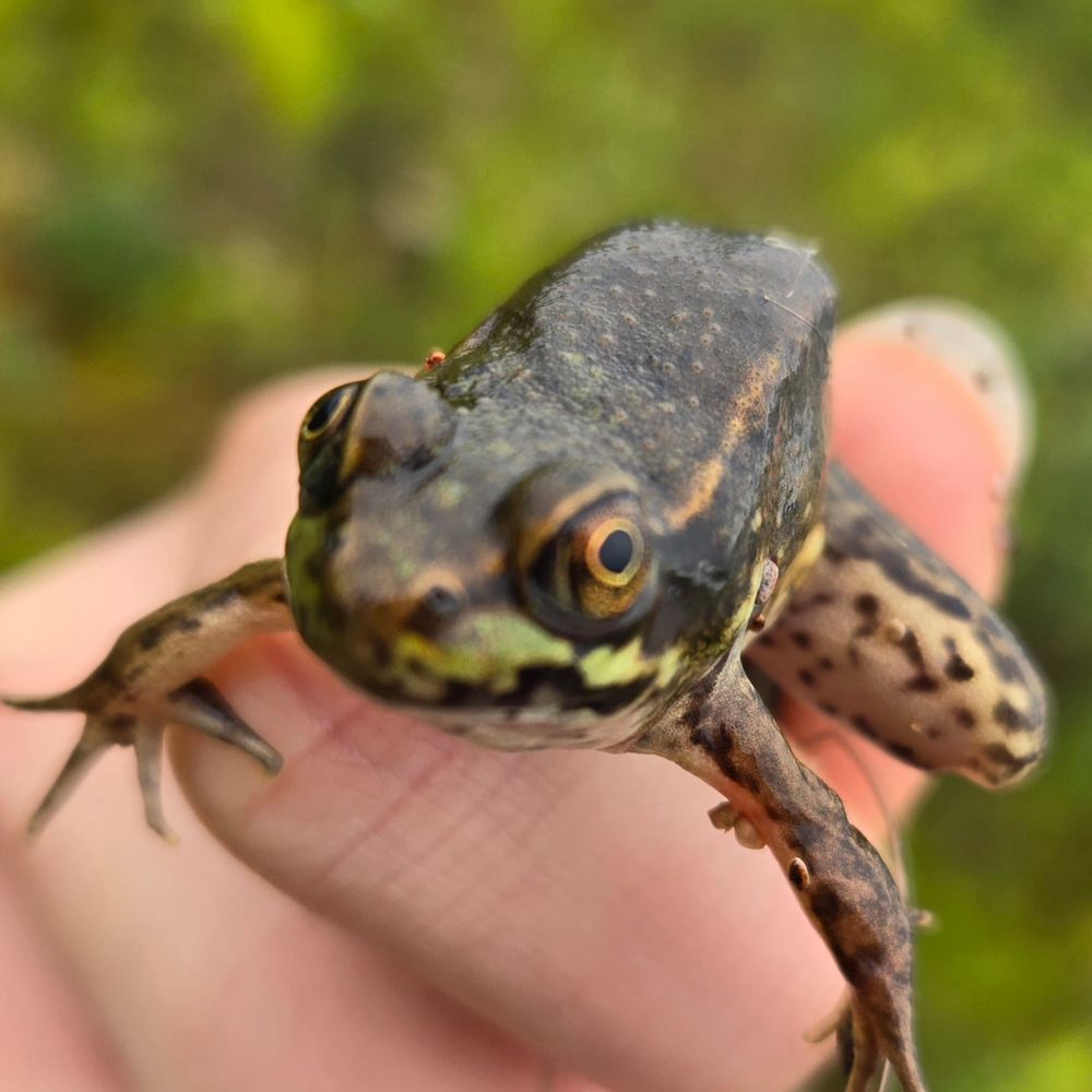 Frog