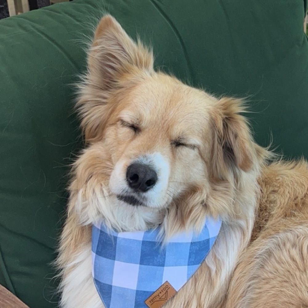 GhostTownDog