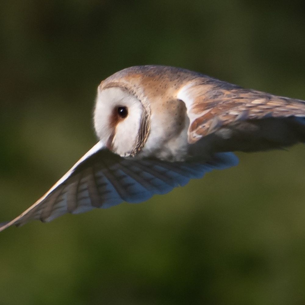 Friends of Newstead and Annesley Country Park - Sightings
