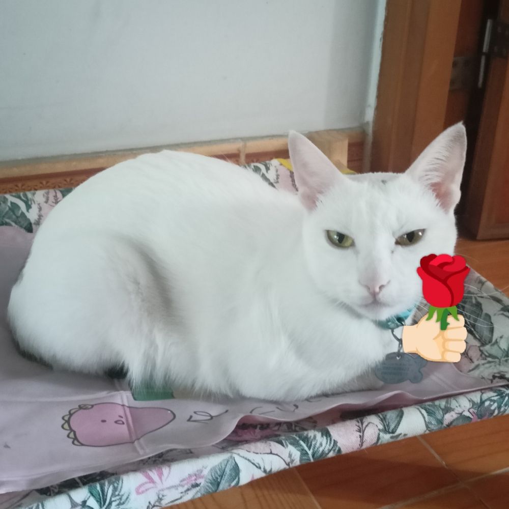 이연
