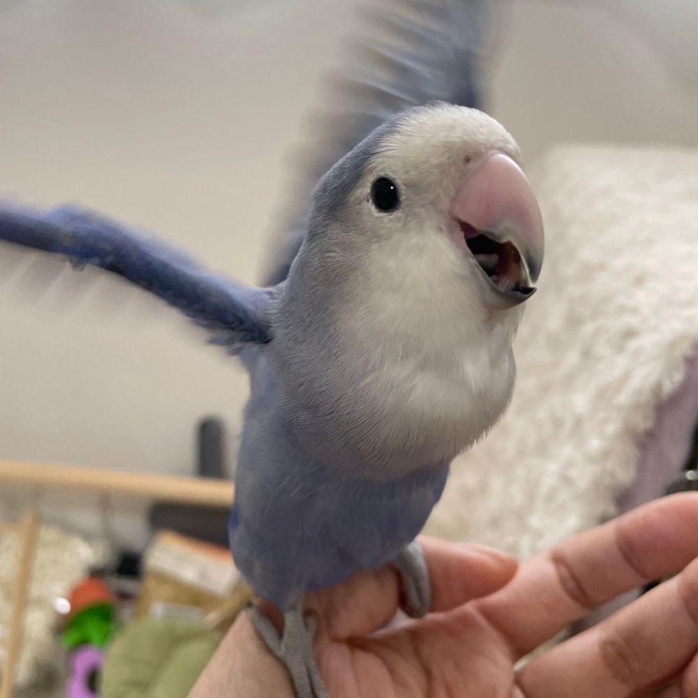 くえちゅん🐦