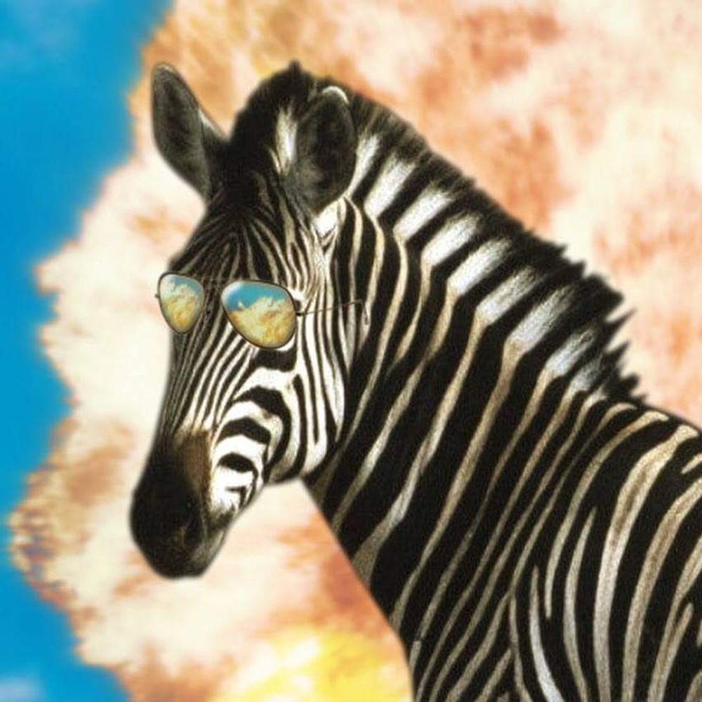 Sneaky Zebra