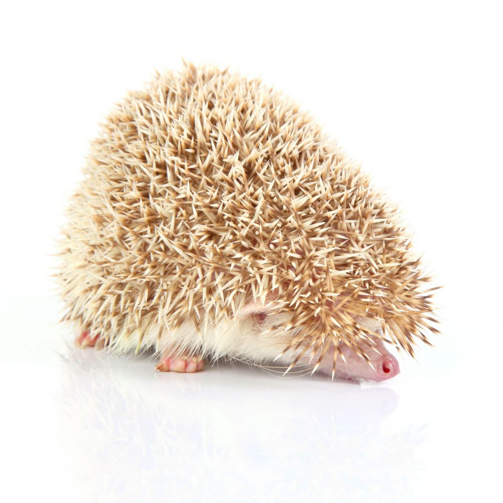 Huffy Hedgehog