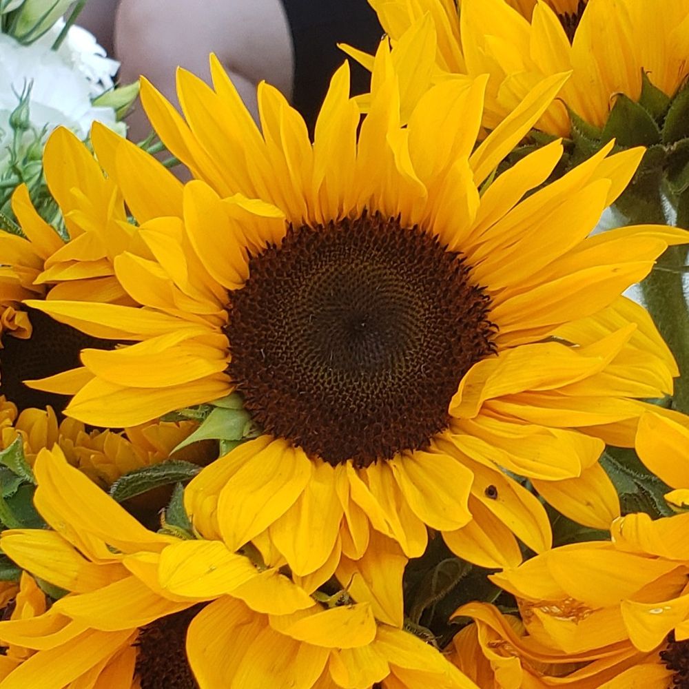 🌻
