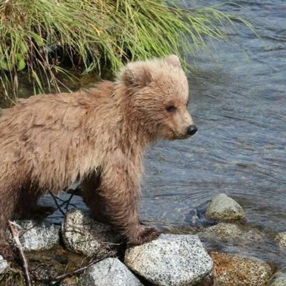 bearika