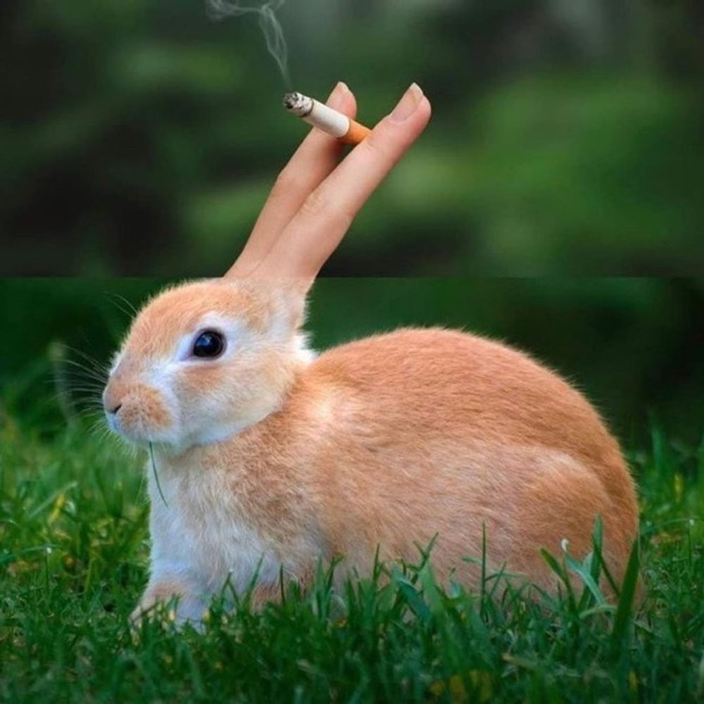 🔺🔫GunnaBunna🐇🔻