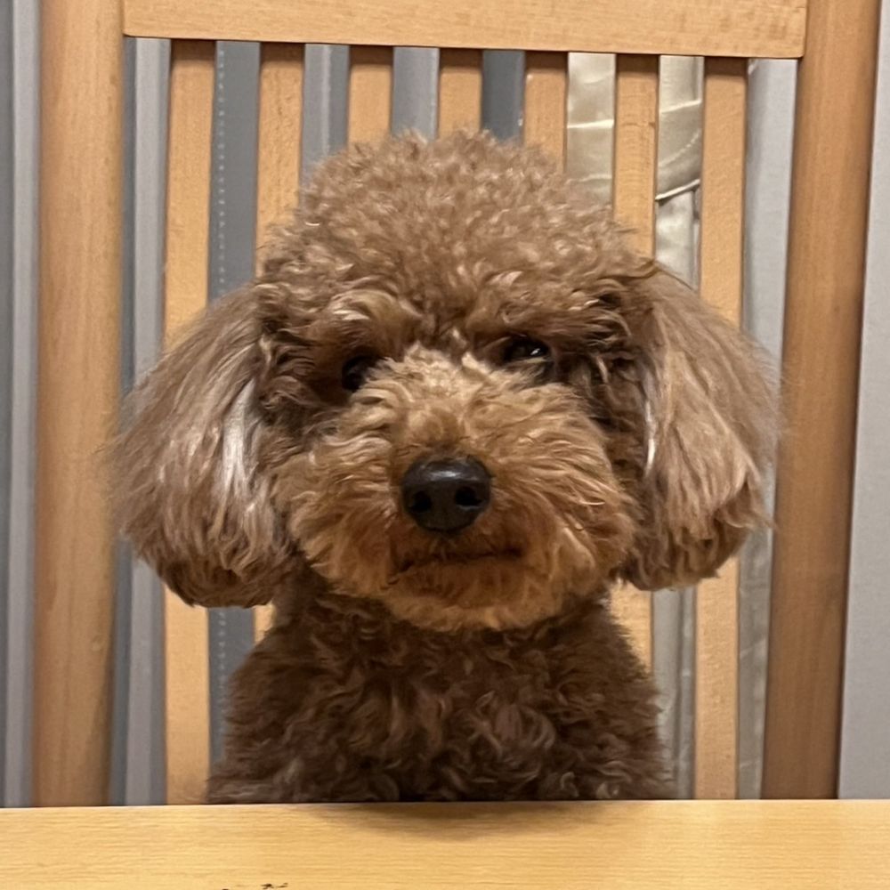 ちゅん