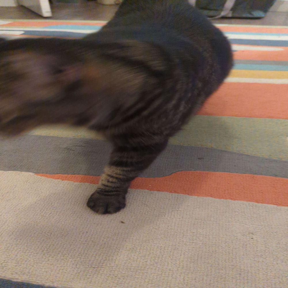 Conway Skitty