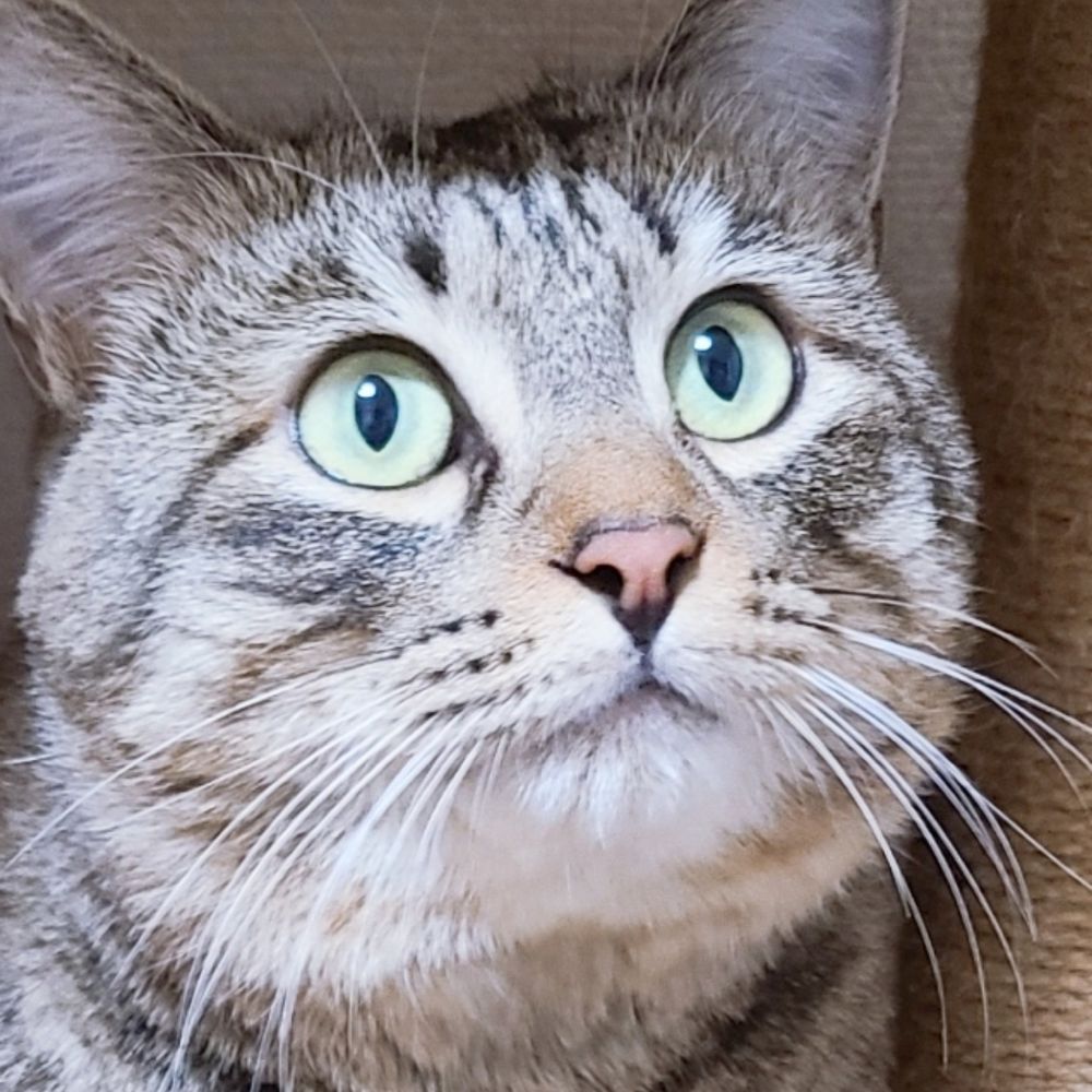 ちゃま猫