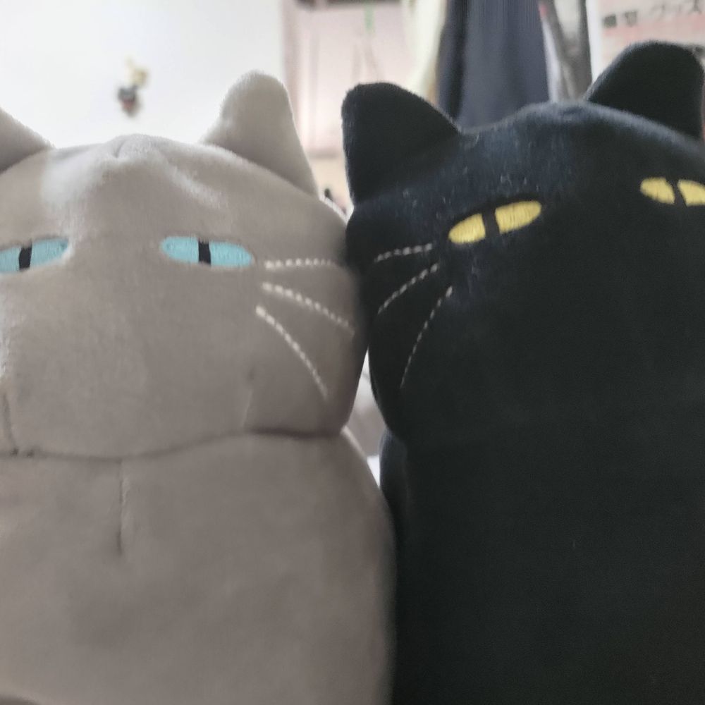 くろ猫