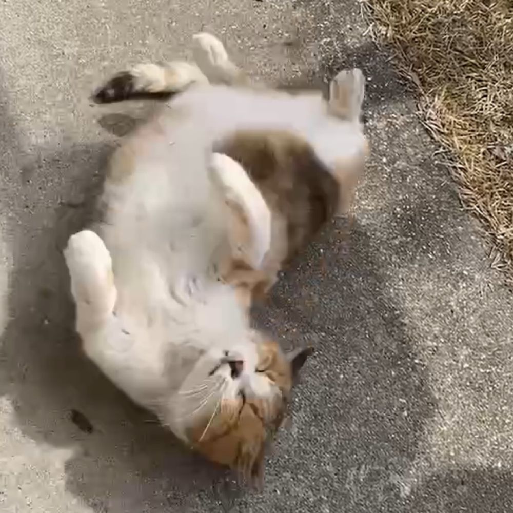 ゆっぴー
