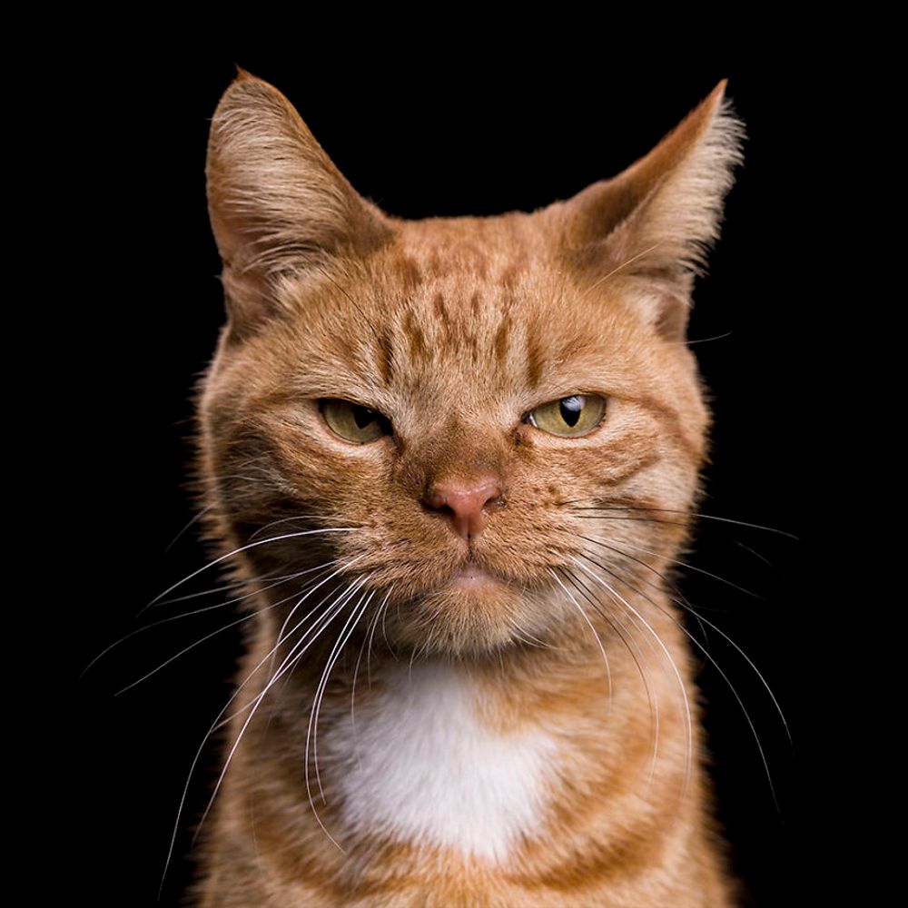 Tom