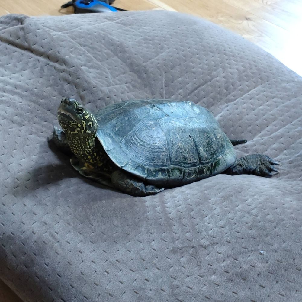 ゼニガメ男爵