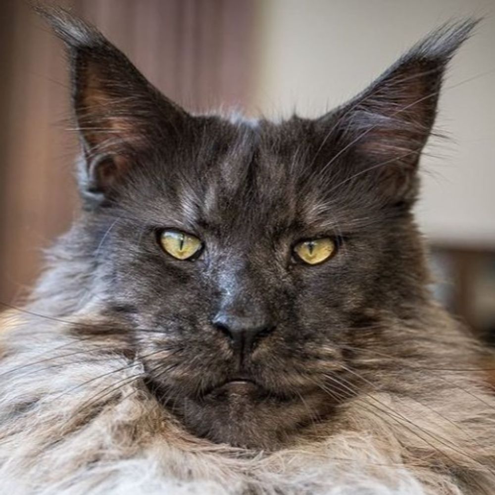 I am Cat