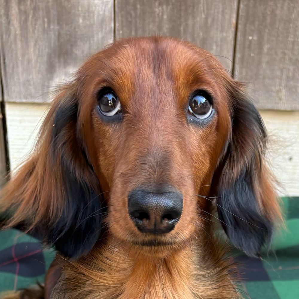 deafleader.bsky.social profile picture