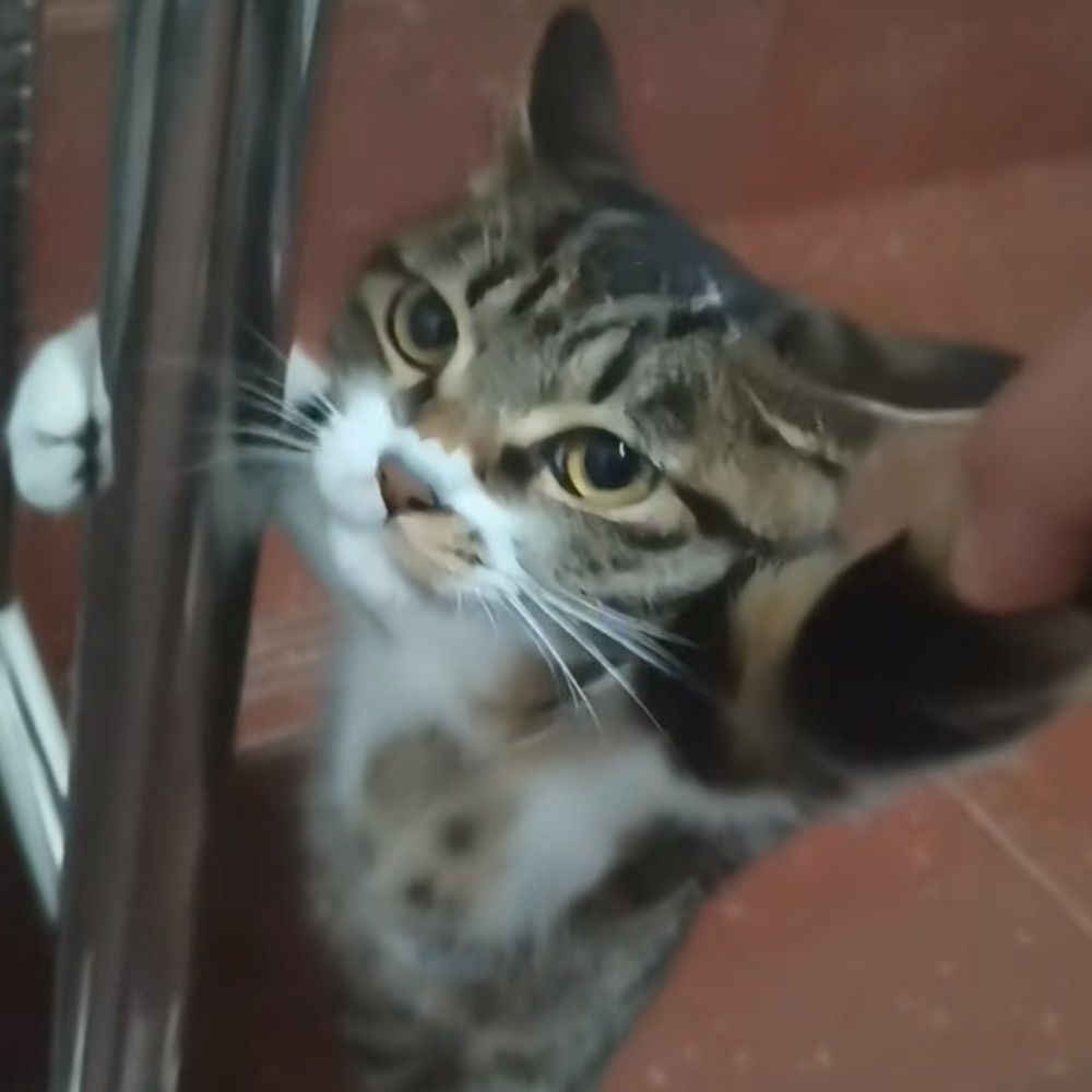 Ronan