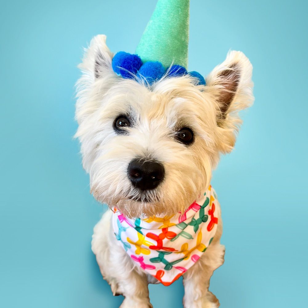 Sami the Westie