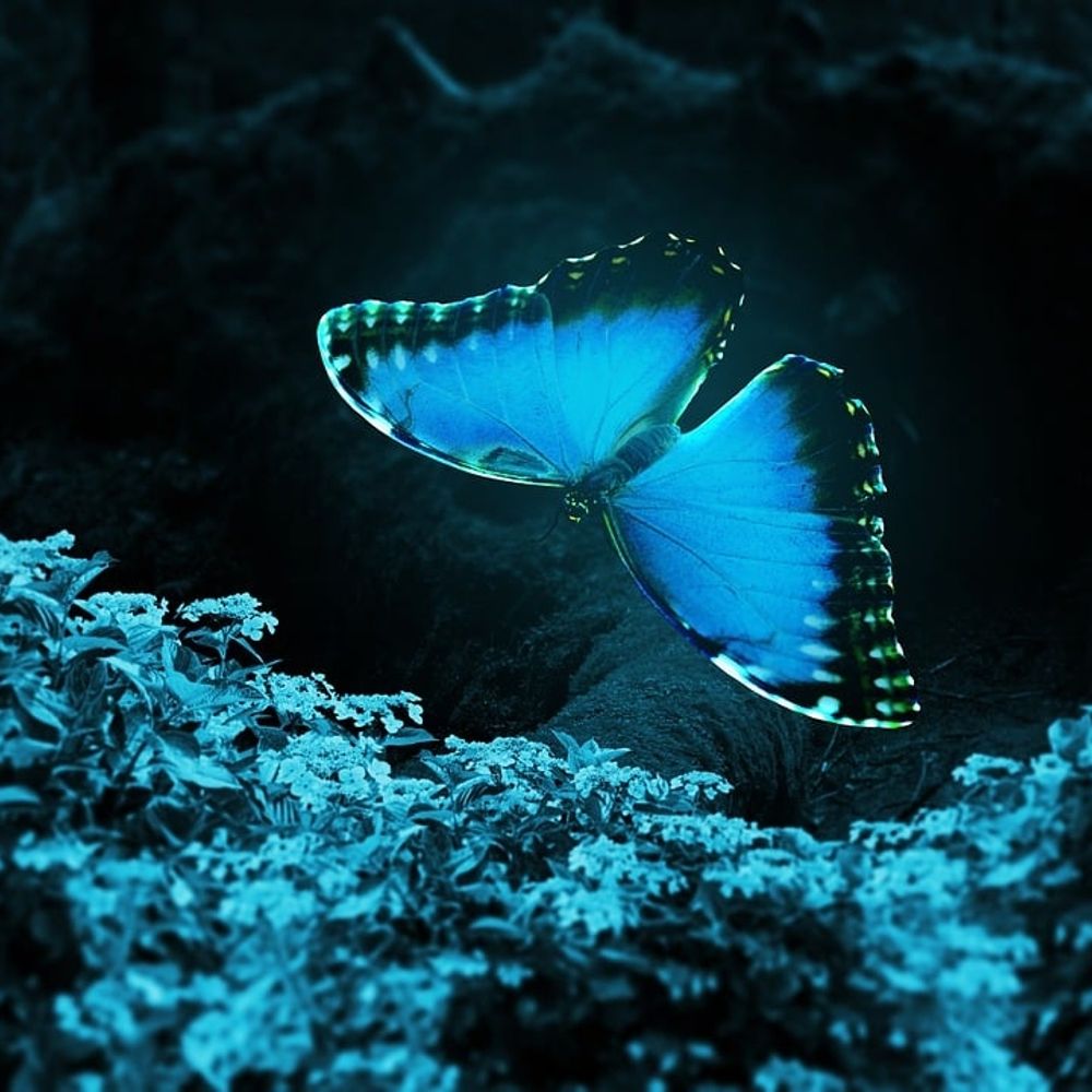 🦋