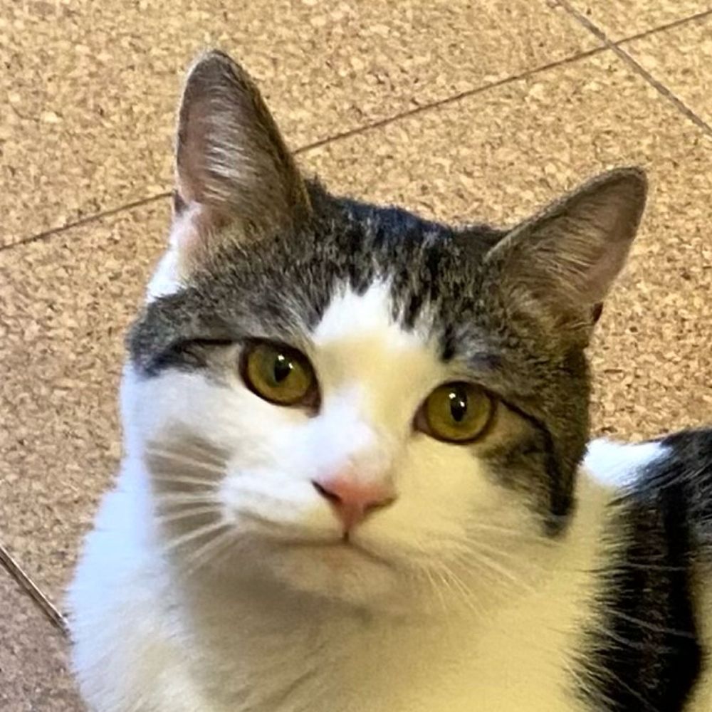 実家のねこ