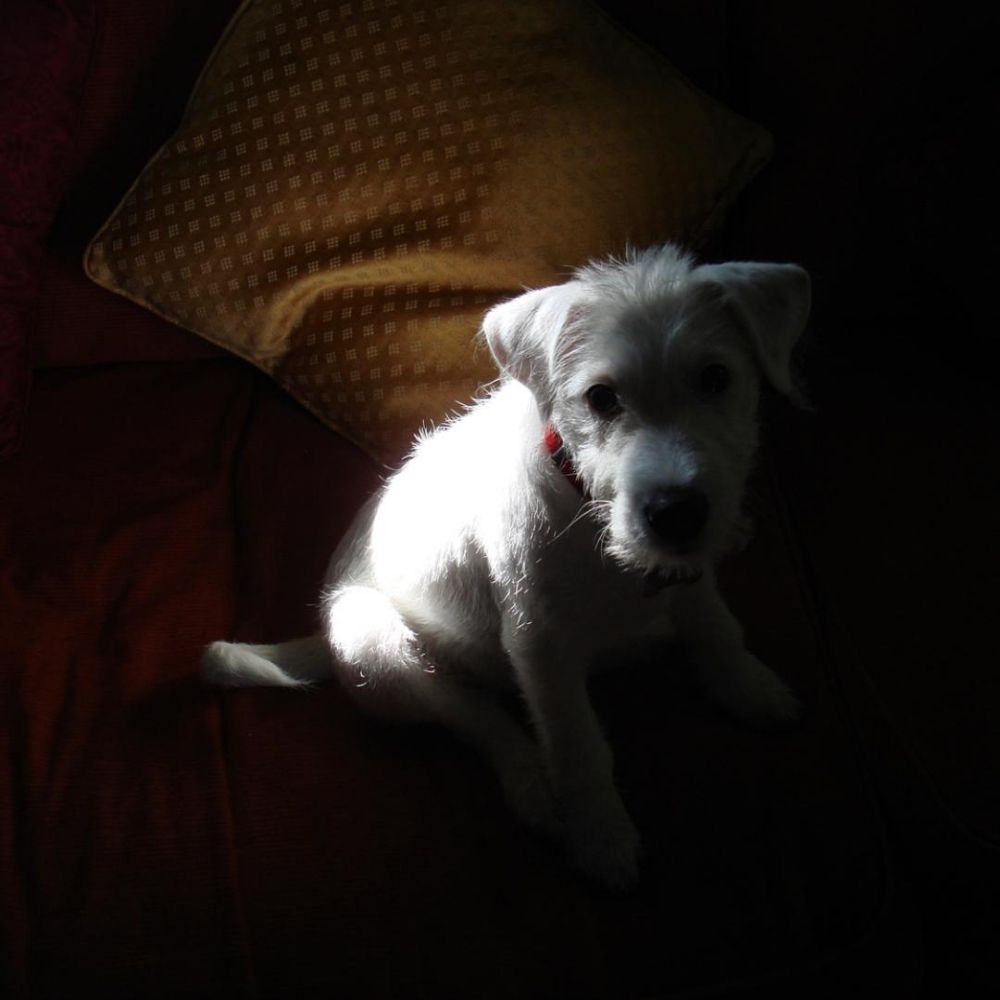Wilson 
