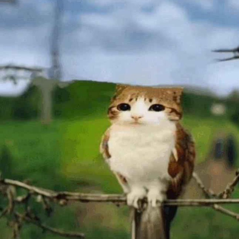 Aleks🐈‍⬛🐦‍⬛