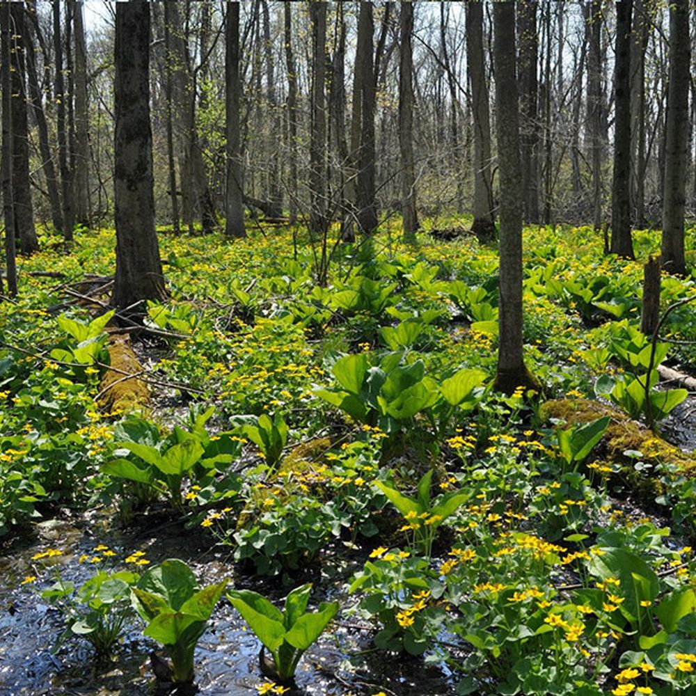 Cedar Bog Nature Preserve
