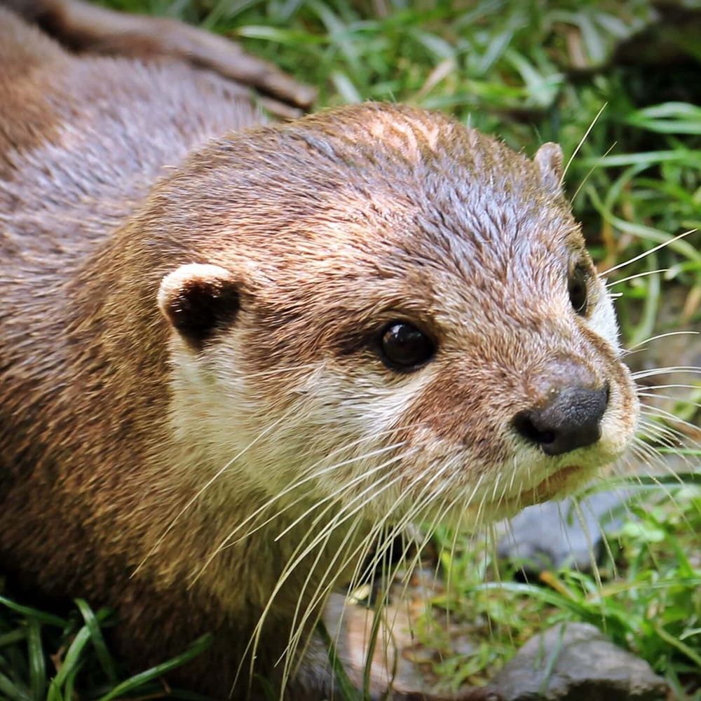 Fathom (Sly but otter)