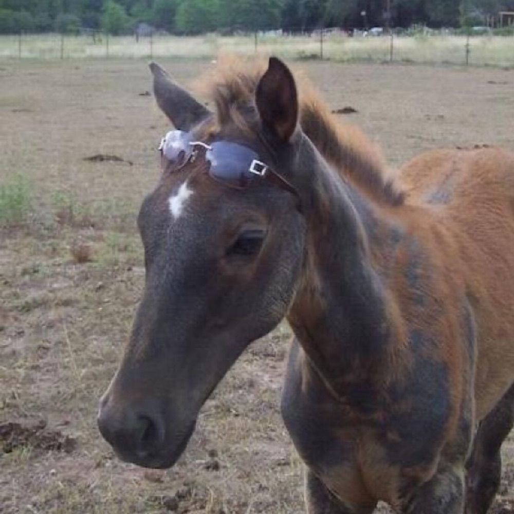 online horse