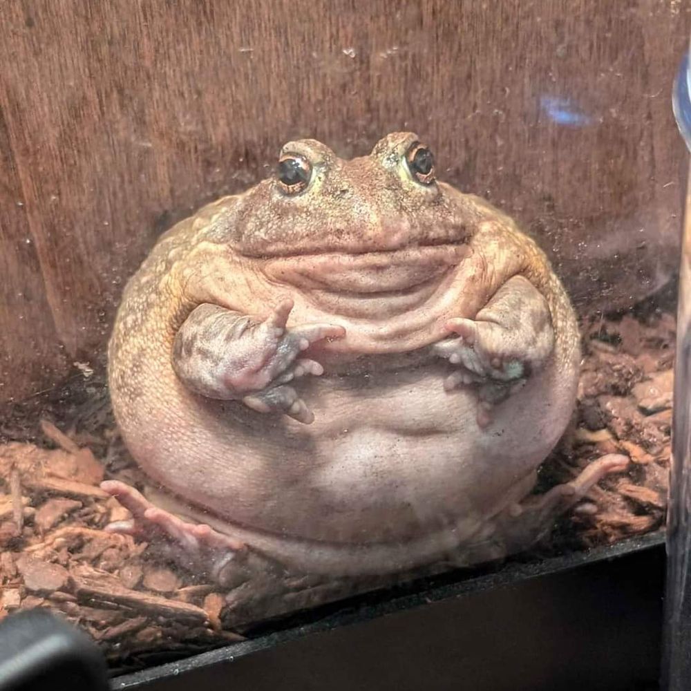 H. Mungus, Esq