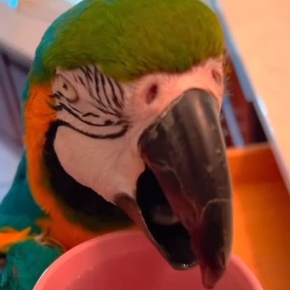 PanKarpan