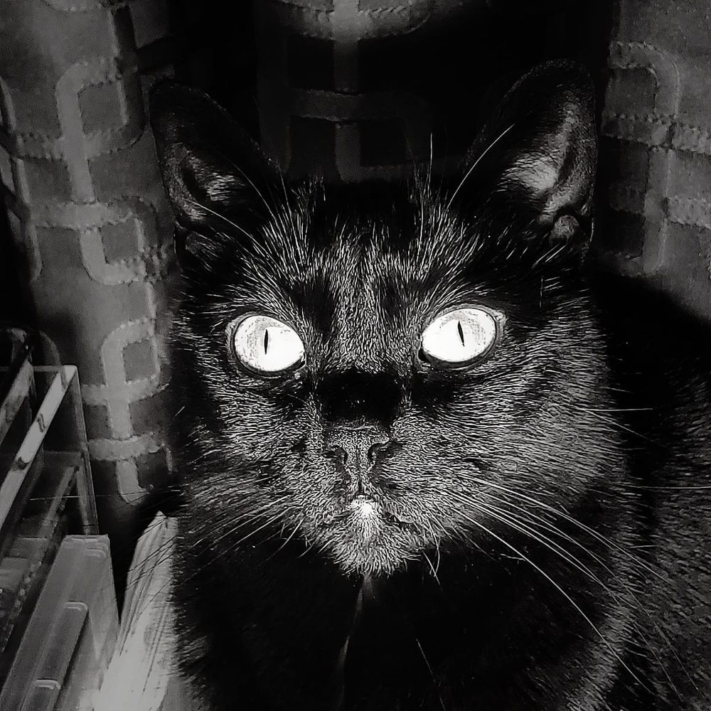 TishKitty