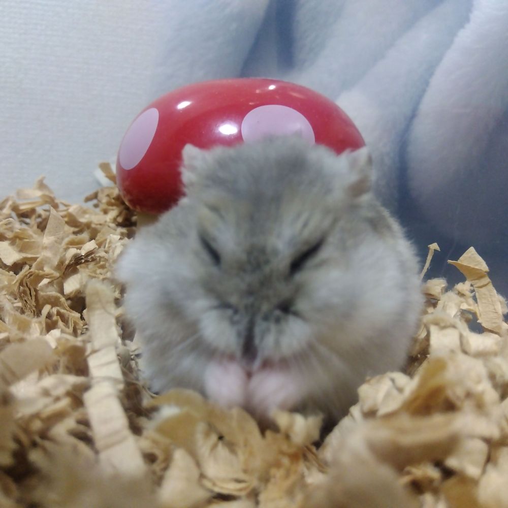 おくだ　まなみ