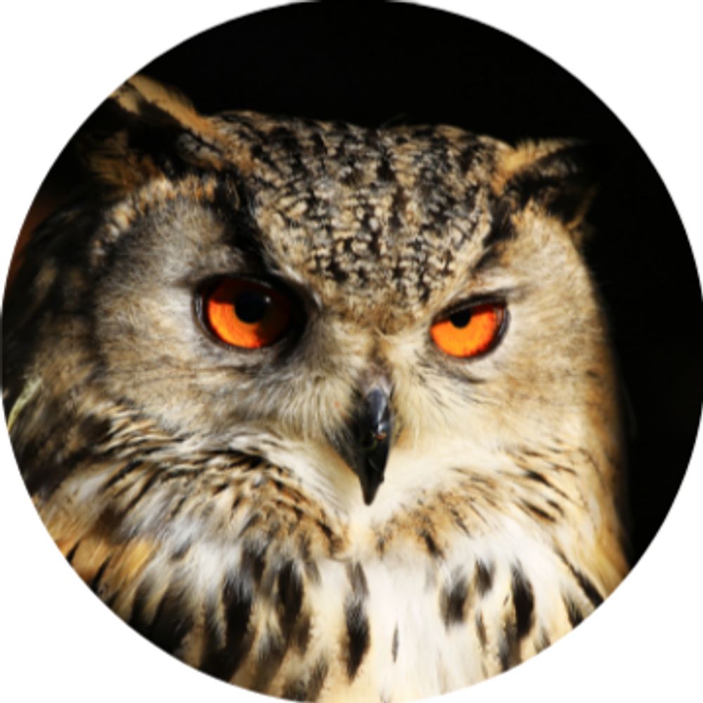 Profile picture owldaily.bsky.social