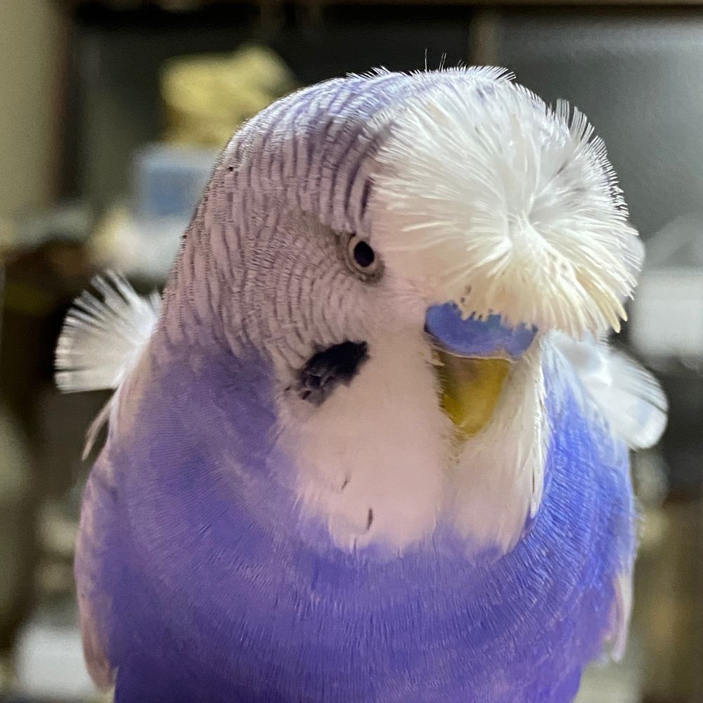 あさのゆき