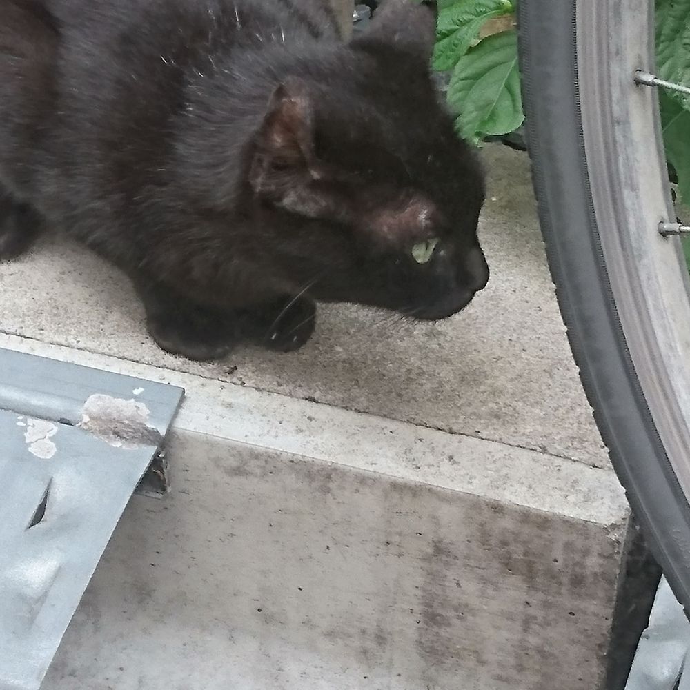 A follower of cats