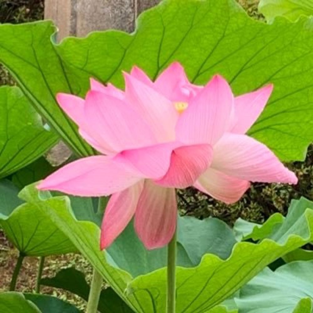 トシキ