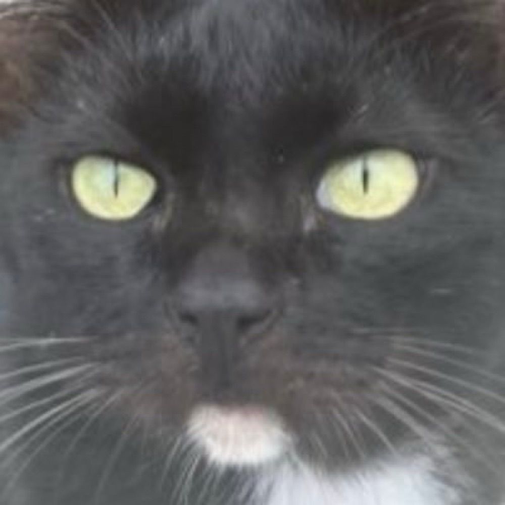 Yisun 🌾🐈‍⬛📿