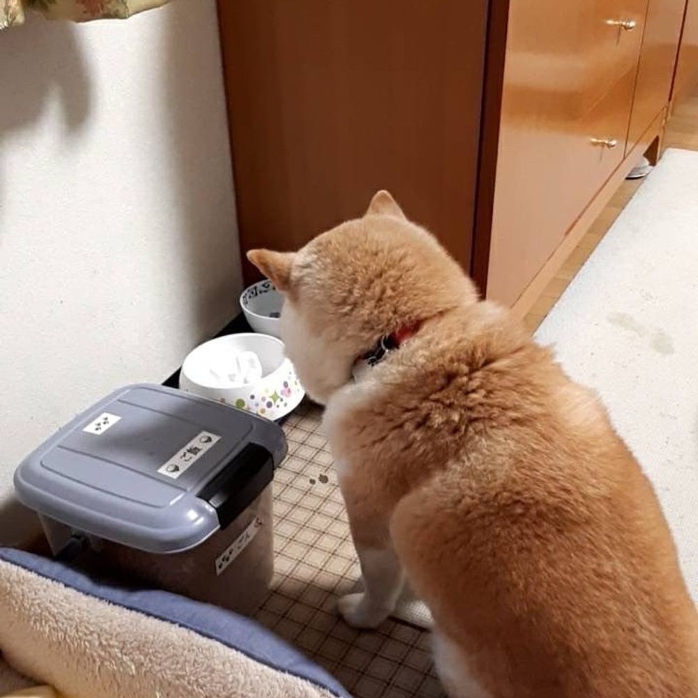 たけもこ