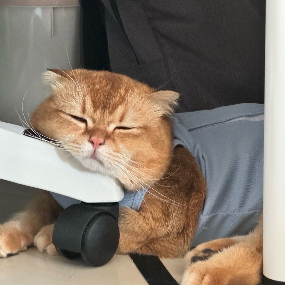 ใครจะน่ารักเท่าแมวเรา|🌴🍑🐯🐾