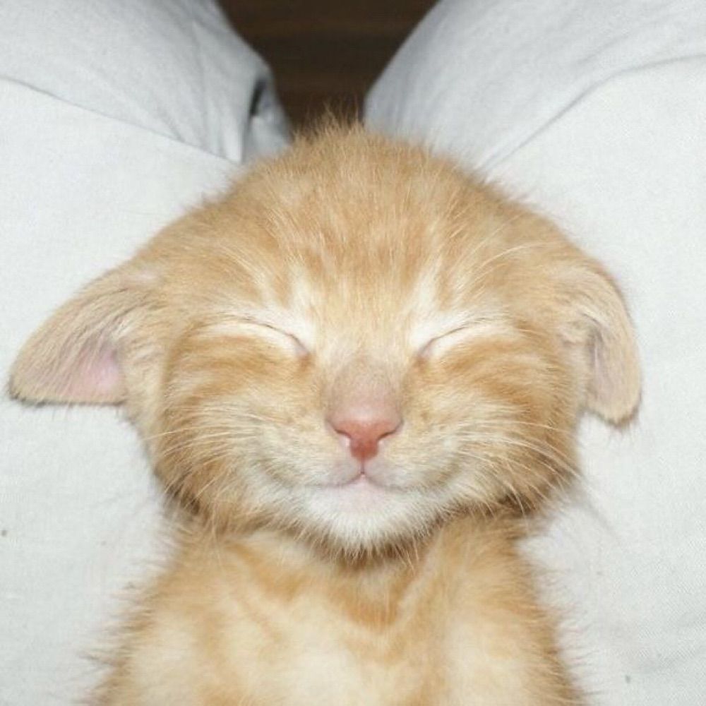 gato de xotas