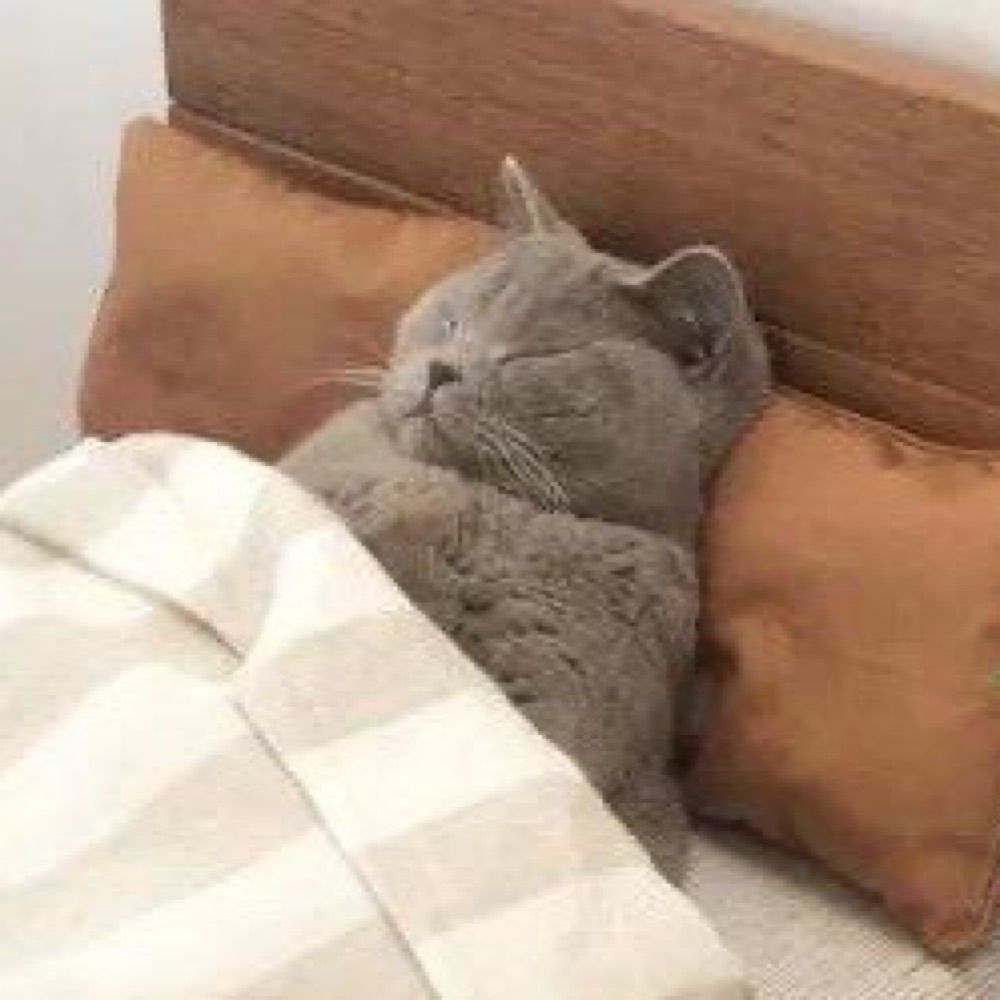 이본