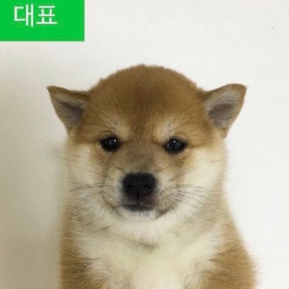 켄토