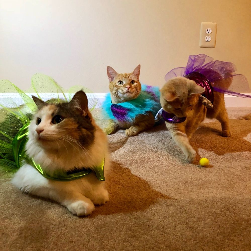 Rusty and the Pussy Cats