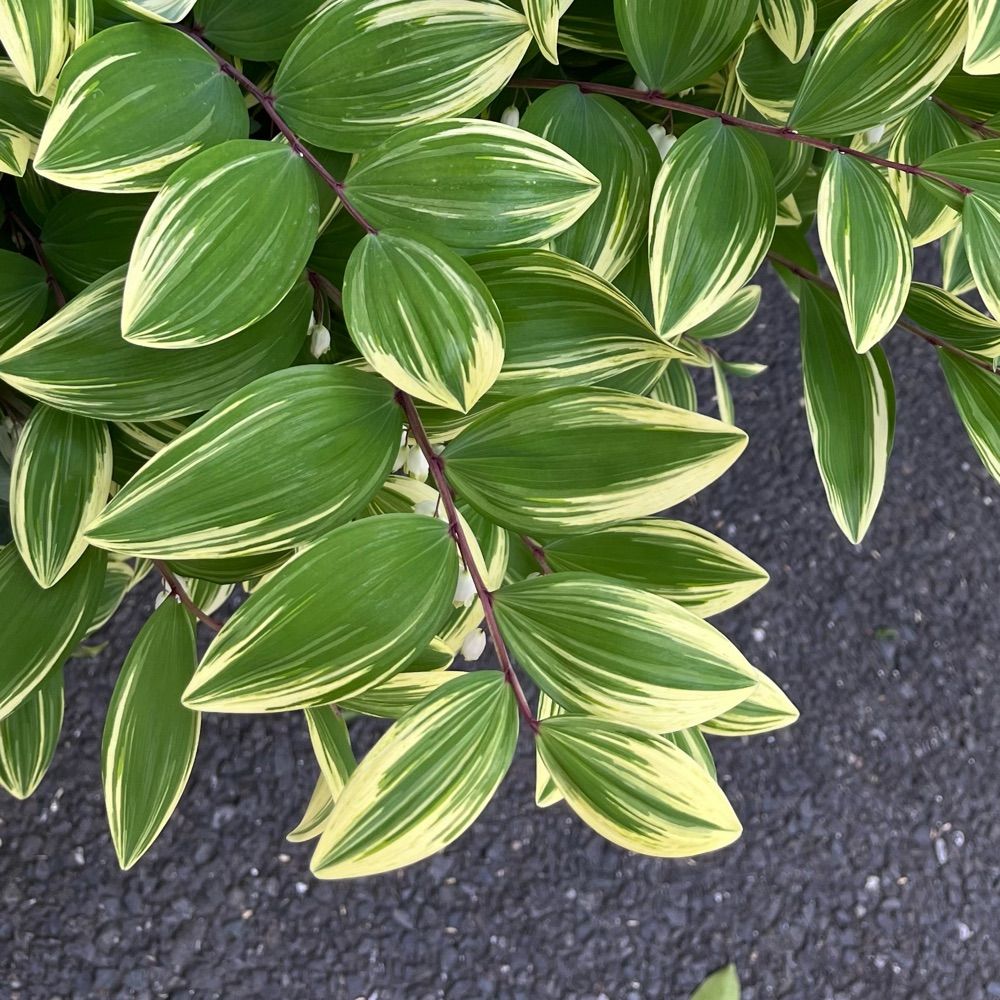 anisodonteatea