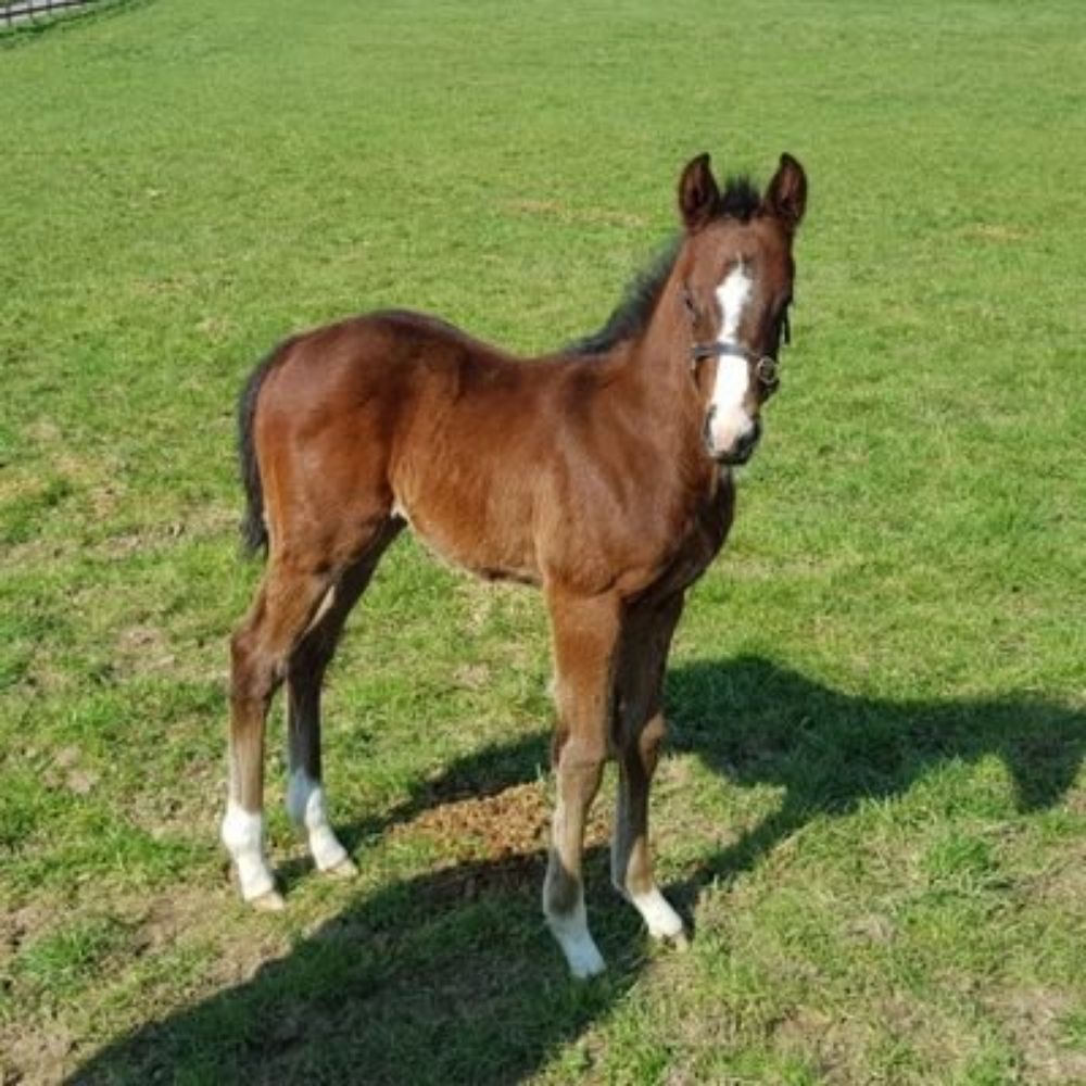 B&B Equine