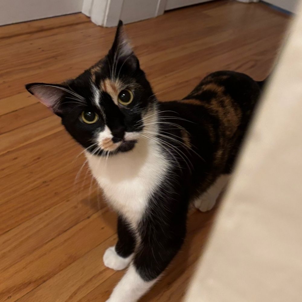 Esther