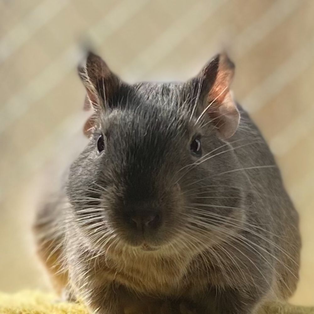 caco