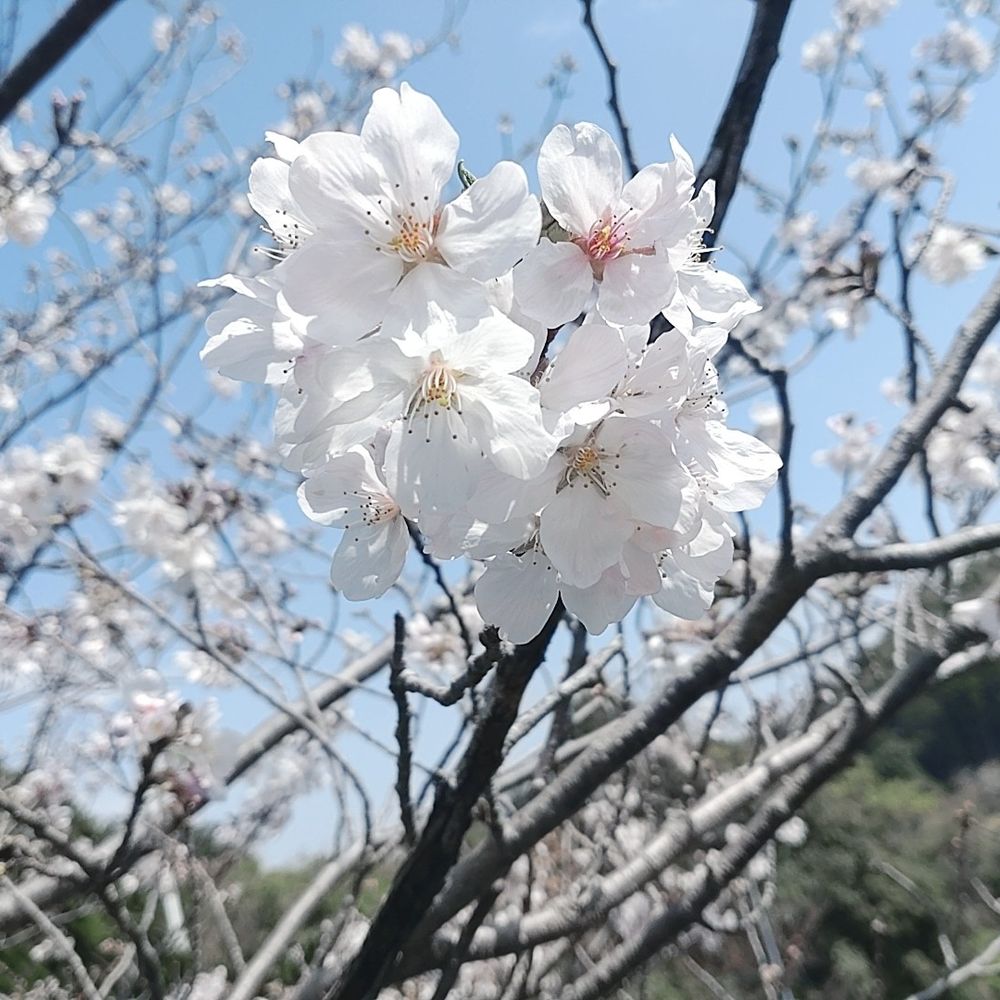 めろん