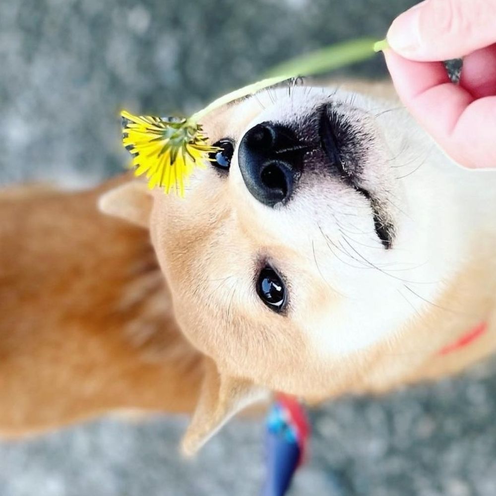 柴犬のこたろう