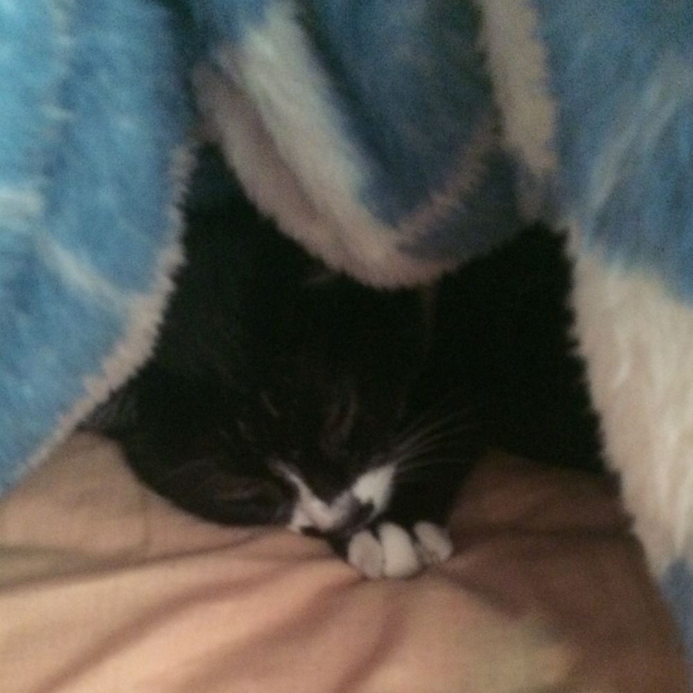 たちばな